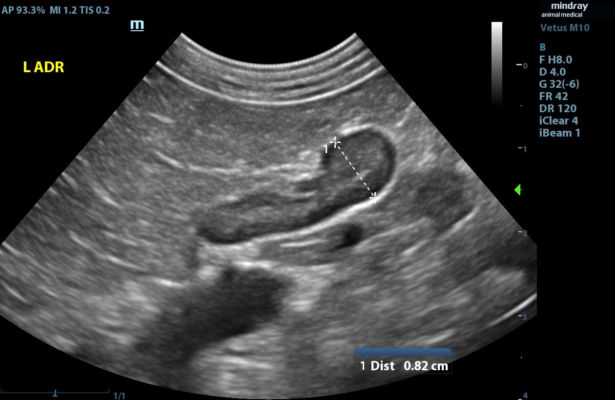 Veterinary ultrasound of a canine left adrenal gland, measured at 0.82 centimetres
