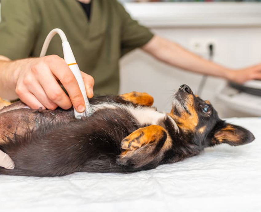Small dog lying calmly on its back while a veterinarian performs an abdominal ultrasound