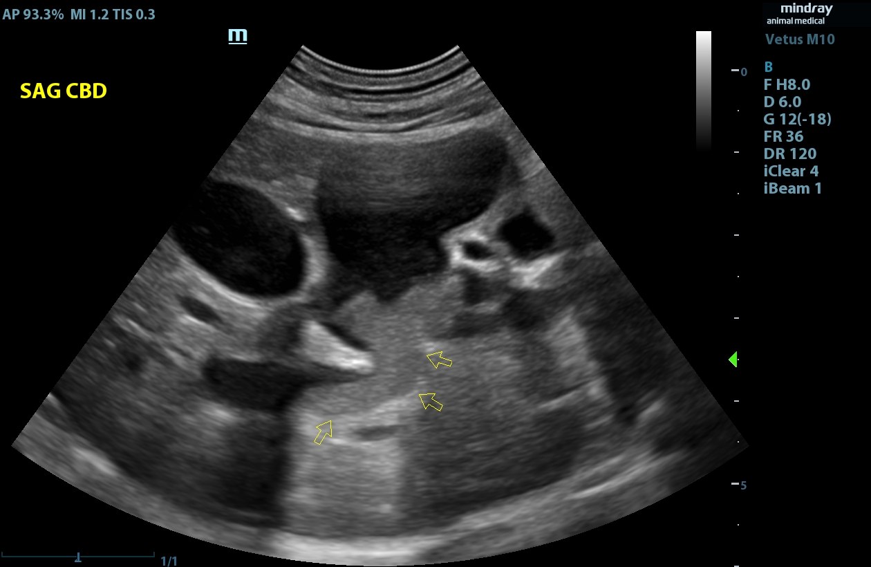 Sagittal veterinary ultrasound of a feline common bile duct