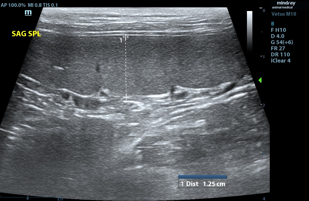 Sagittal veterinary ultrasound of a feline spleen, measured at 1.25 centimetres