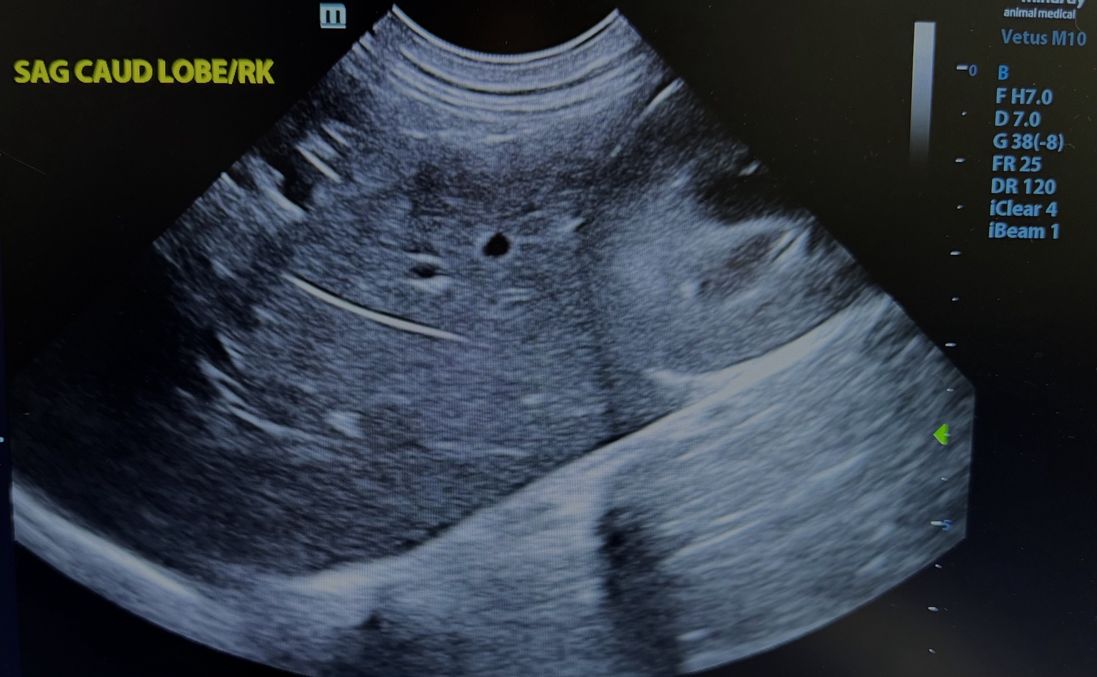 Sagittal veterinary ultrasound showing the caudal liver lobe alongside the right kidney