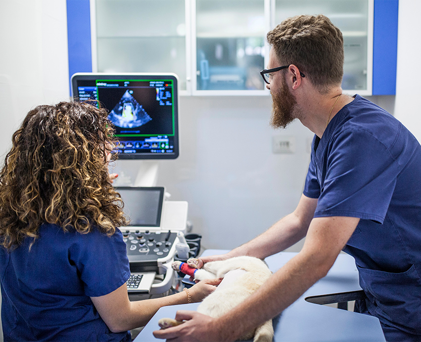 Two veterinary clinicians performing an ultrasound examination on a dog while reviewing the image on screen